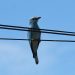 1-Rollier d’Europe | Coracias garrulus | European Roller