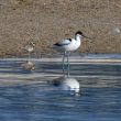 Avocette élégante près de Porticcio