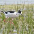 Echasse blanche dans la Manche