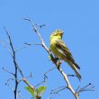 Serin cini au Maroc