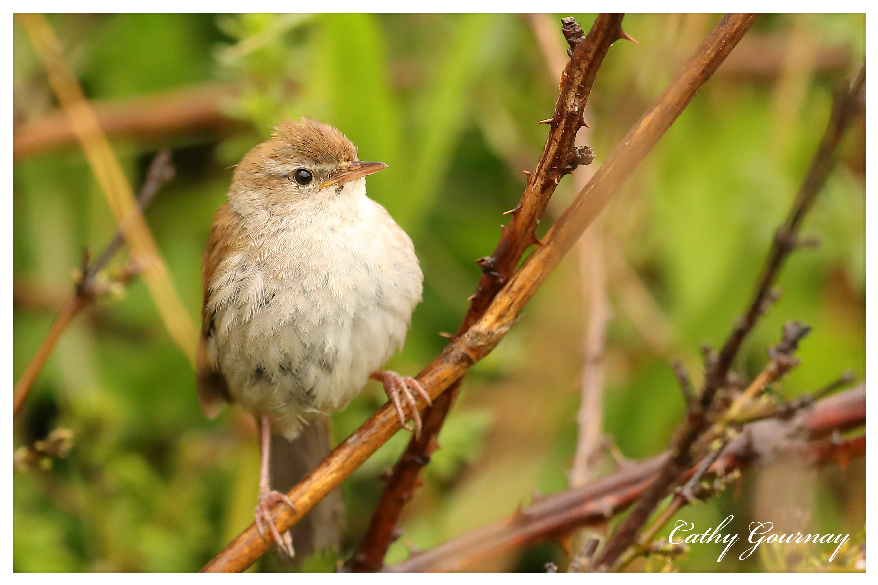 Bouscarle de Cetti | Cettia cetti | Cetti's Warbler | Ornithomedia.com