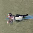 Canard carolin mâle