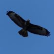 Buse variable dans l’Essonne