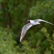 Mouette rieuse en plumage nuptial