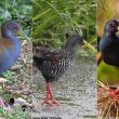 Proposition d’une nouvelle classification de la famille des Rallidés (râles, foulques, gallinules, etc.)