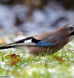 Conférence sur le « génie » des oiseaux