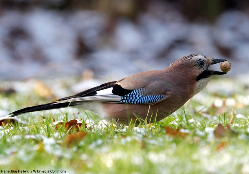 Geai des chênes (Garrulus glandarius)