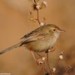 Proposition de reconnaissance d’une nouvelle espèce d’oiseau : la Prinia délicate