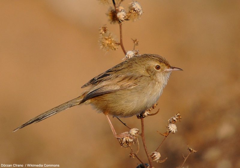 Proposition de reconnaissance d’une nouvelle espèce d’oiseau : la Prinia délicate