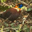 Le Tragopan de Temminck semble en expansion vers l’ouest de l’Himalaya