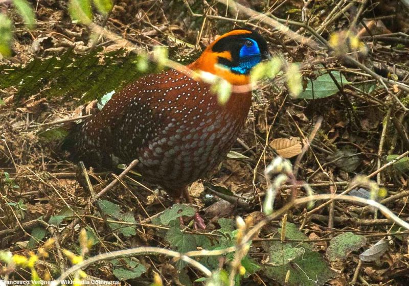 Le Tragopan de Temminck semble en expansion vers l’ouest de l’Himalaya