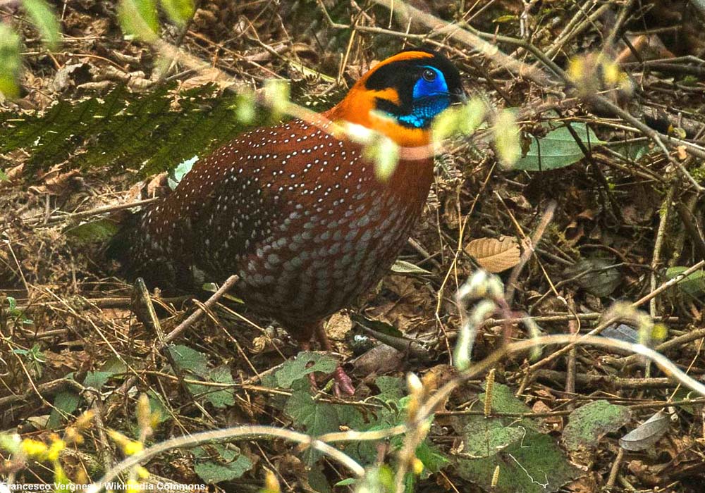 Tragopan de Temminck (Tragopan temminckii)