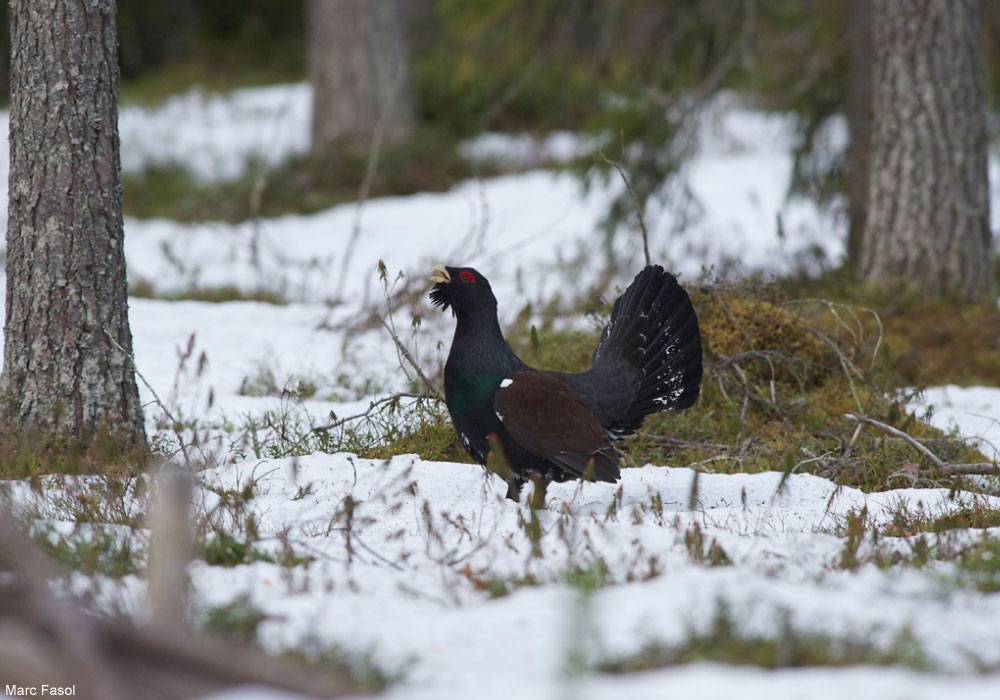 Grand Tétras (Tetrao urogallus) mâle