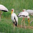 Les Tantales ibis semblent être de plus en plus nombreux sur les rives du lac Nasser (Égypte-Soudan)