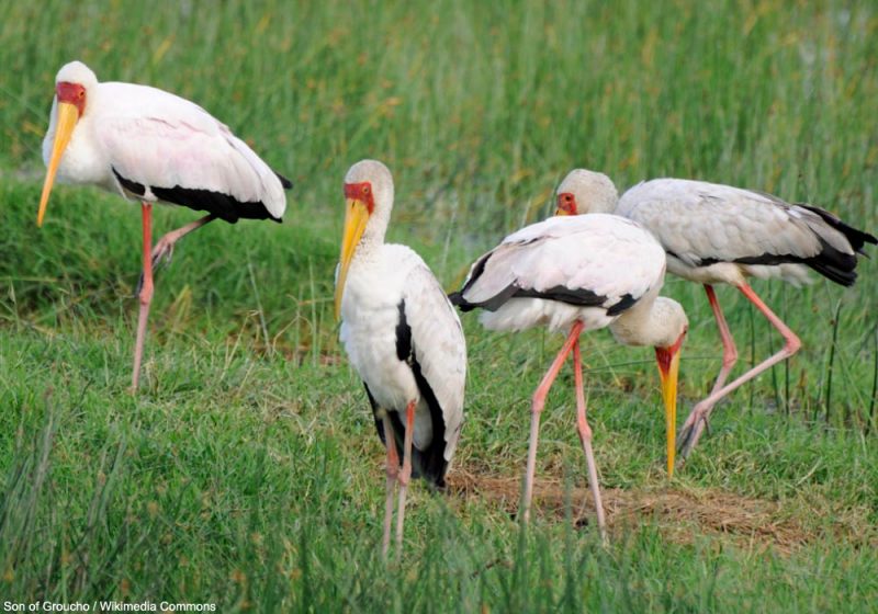 Les Tantales ibis semblent être de plus en plus nombreux sur les rives du lac Nasser (Égypte-Soudan)