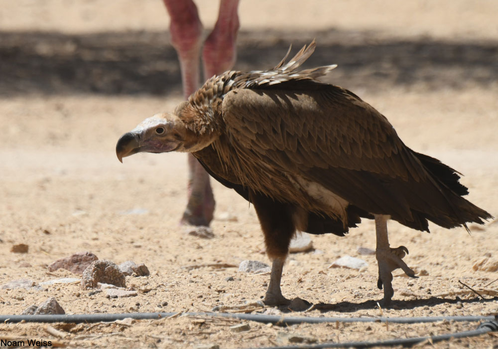 Vautour oricou (Torgos tracheliotos)