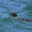 Plongeon imbrin en plumage nuptial