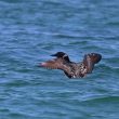 Plongeon imbrin devant le sillon de Talbert