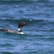 Plongeon imbrin devant le sillon de Talbert