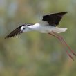 Echasse blanche en Camargue gardoise