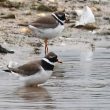 Grands Gravelots en Moselle