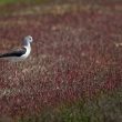 Échasse blanche parmi les salicornes