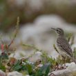 Pipit rousseline sur l’île de Ré