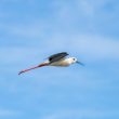 Echasse blanche dans les salines de Guérande