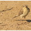 Pipit rousseline en Camargue