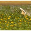 Crabier chevelu en Camargue