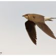 Glaréole à collier en Camargue