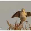 Pipit rousseline en Camargue