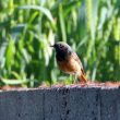 Un probable mâle hybride de Rougequeue à front blanc et de Rougequeue noir observé en Mayenne en mai 2021