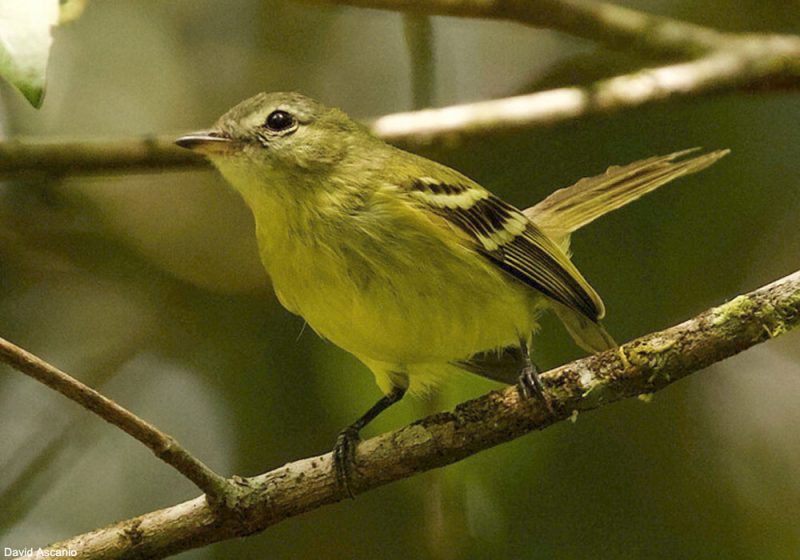 Le Tyranneau d’Urich a été retrouvé au Venezuela en mai 2021