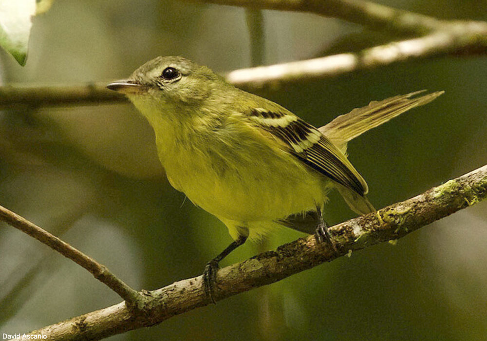 Tyranneau d'Urich (Phyllomyias urichi)