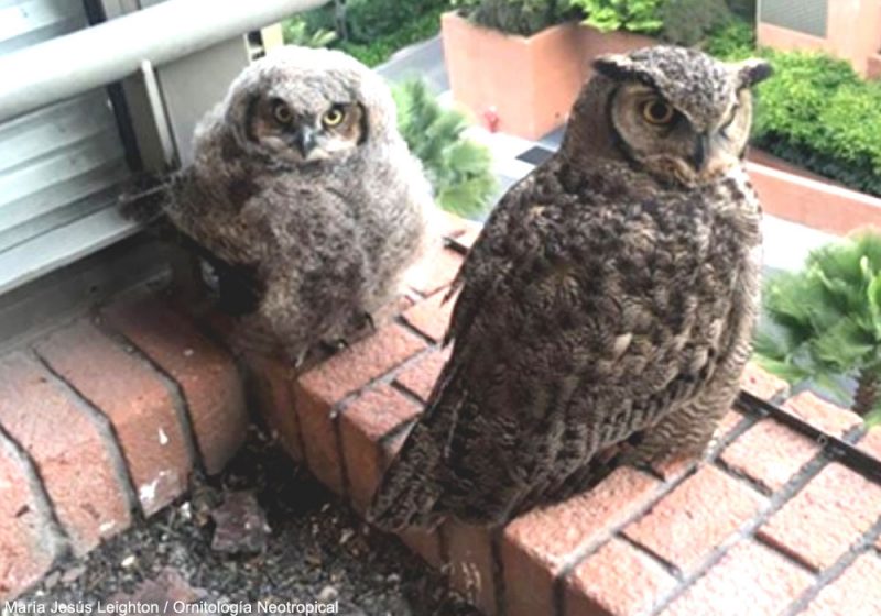 Premier cas de nidification d’un couple de Grands-ducs de Magellan sur le balcon d’un immeuble au Chili