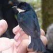 Description officielle d’une nouvelle espèce d’oiseau en Nouvelle-Guinée : le Piquebaie satiné