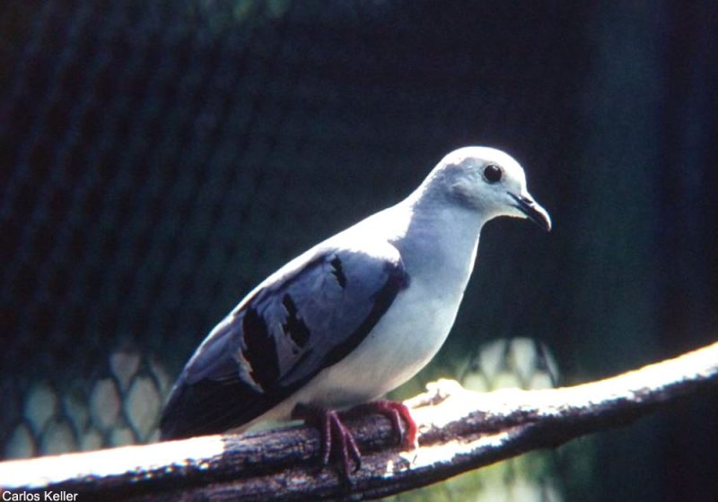 La Colombe de Geoffroy pourrait ne pas avoir encore disparu, mais des recherches seraient nécessaires