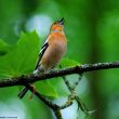 Les « cris de pluie » du Pinson des arbres annoncent-ils vraiment une averse ?