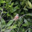 Linotte mélodieuse mâle dans mon jardin