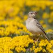 Pipit rousseline en Espagne