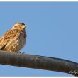 Moineau soulcie dans les Préalpes d’Azur