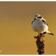 Traquet motteux mâle en plumage nuptial