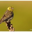 Serin cini en quête de nourriture