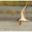 Sterne hansel en Camargue