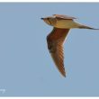 Glaréole  à collier en Camargue