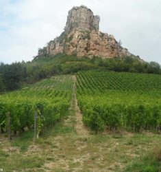 Visite ornithologique guidée des roches de Solutré et de Vergisson (Saône-et-Loire)