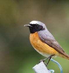 Exposition « Sous l’aile du Rougequeue à front blanc » et visite guidée du parc du château des Monts