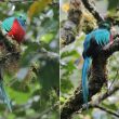 Les différences vocales entre les mâles des deux sous-espèces du Quetzal resplendissant seraient significatives