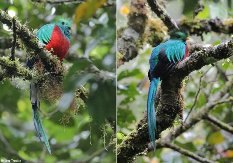 Les différences vocales entre les mâles des deux sous-espèces du Quetzal resplendissant seraient significatives